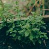 Garden Soil Mix for St Louis Gardens - Image 2