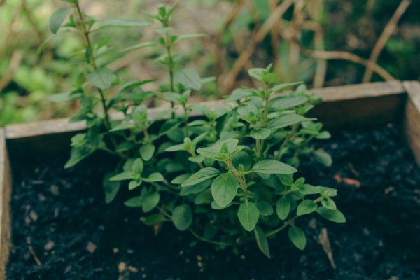 Garden Mix - $40 - Image 2