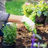 Garden Soil Mix for St Louis Gardens - Image 3