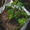 Garden Soil Mix for St Louis Gardens - Image 4