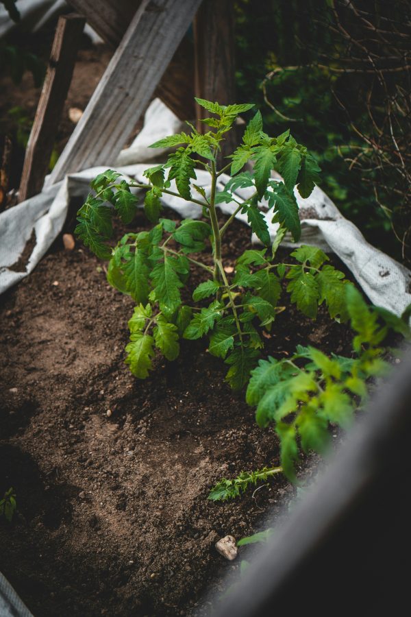 Garden Mix - $40 - Image 4