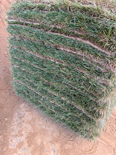 fescue-sod